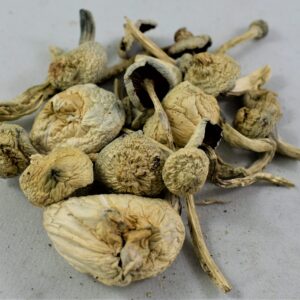 Buy Albino A+ Mushrooms For Sale Australia