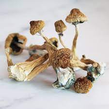 Buy Blue Meanie magic mushrooms for sale Australia